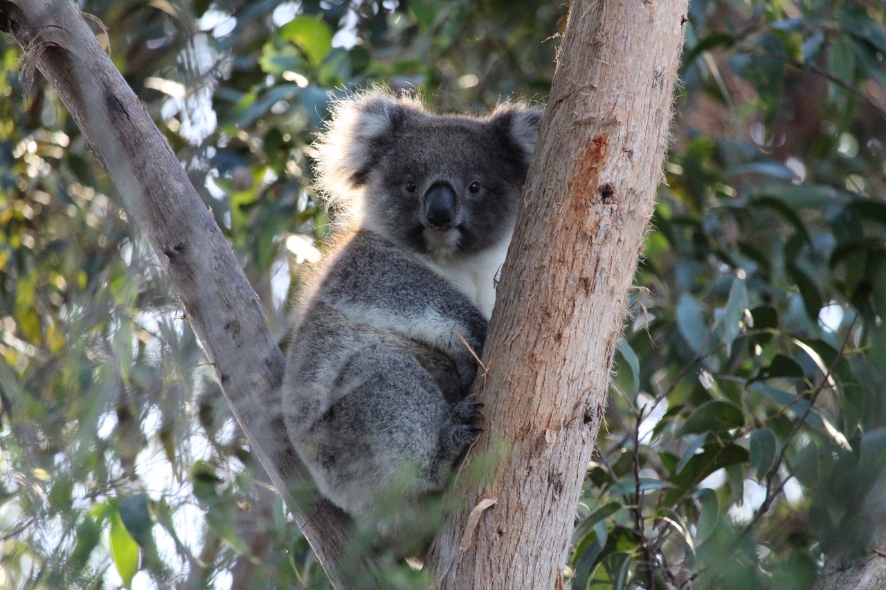 Wildlife Wonders Wildlife Koala 15
